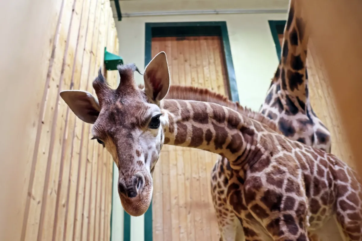 Gdański Ogród Zoologiczny